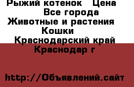 Рыжий котенок › Цена ­ 1 - Все города Животные и растения » Кошки   . Краснодарский край,Краснодар г.